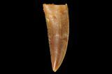 Serrated, Raptor Tooth - Real Dinosaur Tooth #142601-1